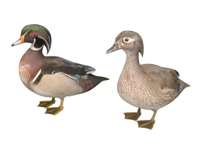 Mandarin Duck  Low-poly 3D model