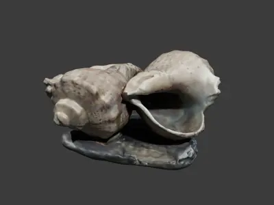 Sea shell ashtray Free low-poly 3D model