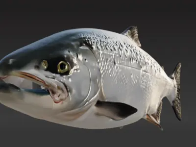 3d salmon fish Low-poly 3D model