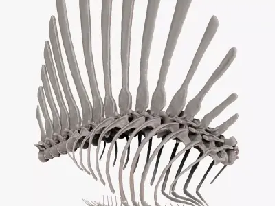Spinosaurus 2020 version Rib Set Skeletons Sculpt Project 3D model