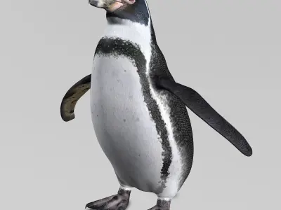 Humboldt Penguin 3D model