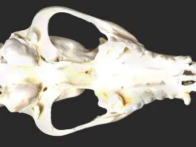  3D Scan of Fox Cranium  3D model
