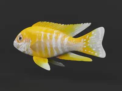 Cichlid Fish 3D model