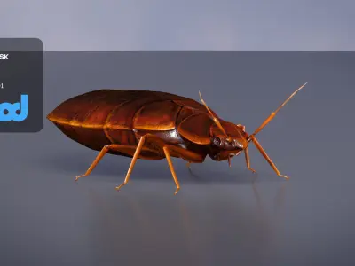 Mites 3D model