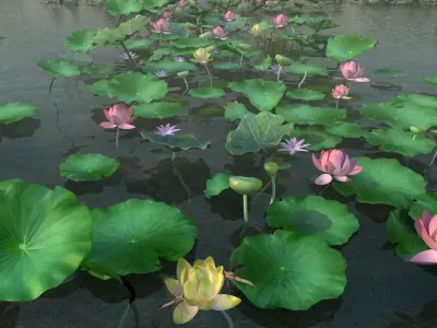 Lotus pond 3D model