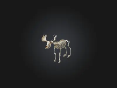 Realistic Moose Skeleton Model Low-poly 3D model