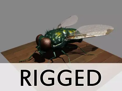 Fly Rigged 3D model