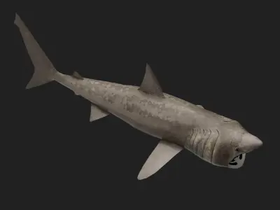 Shark Low-poly 3D model