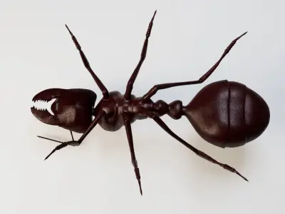 Ant 3d 3D model