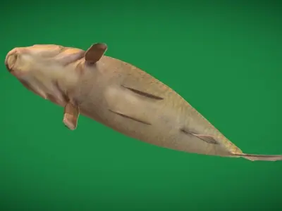 Black Buffalo Fish Low-poly 3D model