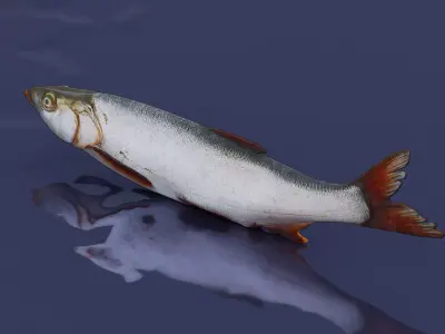 White fish Low-poly 3D model
