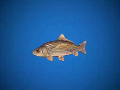 Oceon Fish  Low-poly 3D model