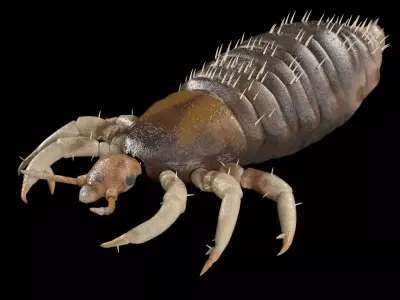 Louse insect Low-poly 3D model