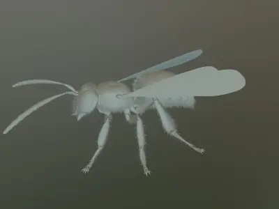 bee polygon  3D model