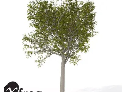 XfrogPlants European Mountain Ash 1 3D model