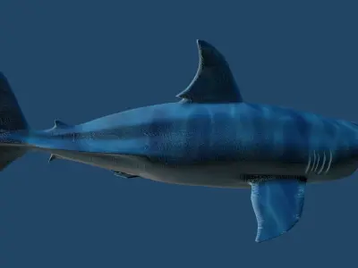 Megalodon great shark and whale Low-poly 3D model
