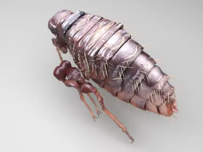 Jumping Flea 3D model