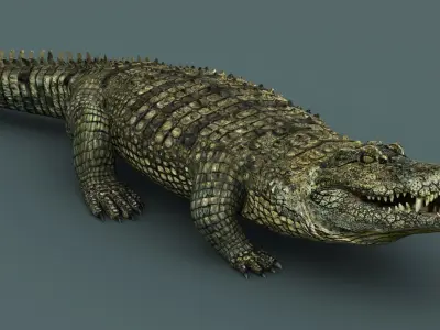 Crocodile RIGGED 3D model