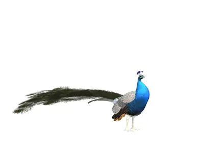 aniamted peacock peafowl 3D model