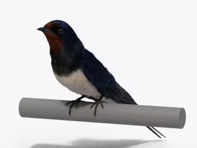 Barn Swallow Animated VFX Grace 3D model