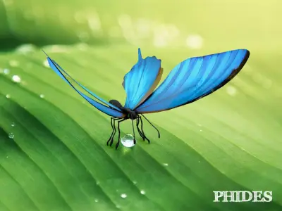 Butterfly 1 on leaf 3D model