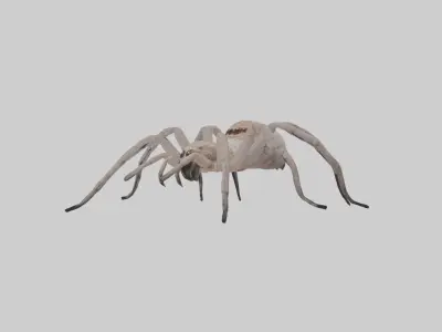 Huntsman Spider Low-poly 3D model