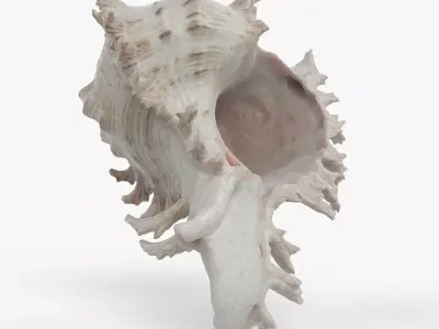 Photorealistic 3D scan of sea shell Low-poly 3D model