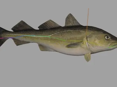 Atlantic-Cod Realistic Animated Low-poly 3D model