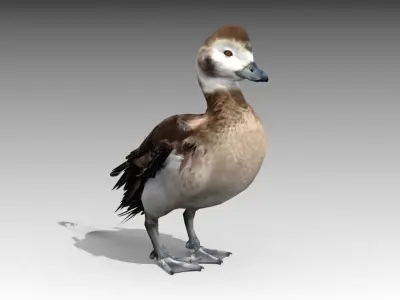 Long-tailed Duck Low-poly 3D model