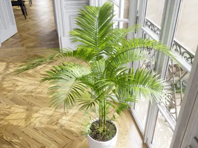  Parlor Palm Potted Plant Model 