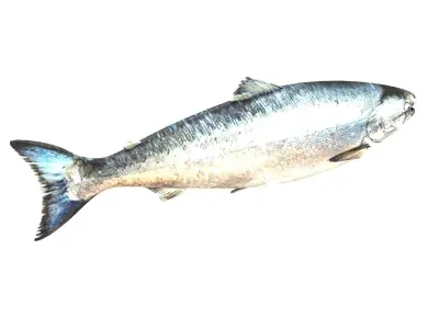 Animated and Rigged Swimming Salmon Fish 3D model