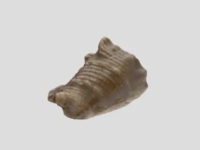 A sea shell 3D model