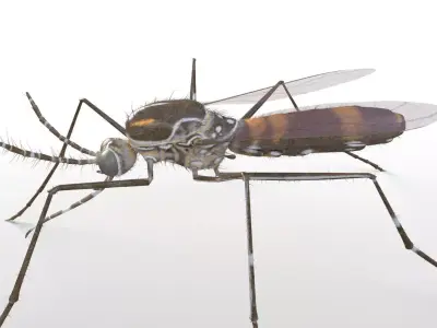 Mosquito insect Low-poly 3D model
