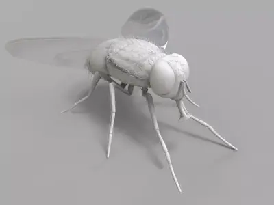 Insect Fly 3D model