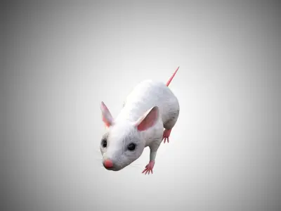 White Mouse Mice Low Poly Rigged  Low-poly 3D model