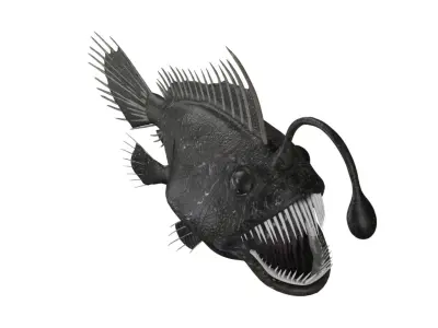 anglerfish fish Low-poly 3D model