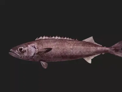 Oilfish Low-poly 3D model