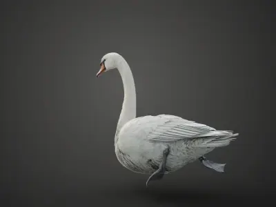 Mute Swan Animated VFX Grace 3D model