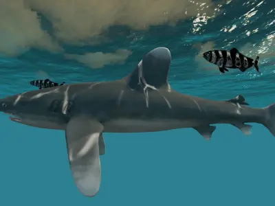 Oceanic White tip Shark Low-poly 3D model