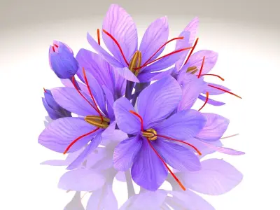 Plant Parts of Crocus with Saffron Low-poly 3D model