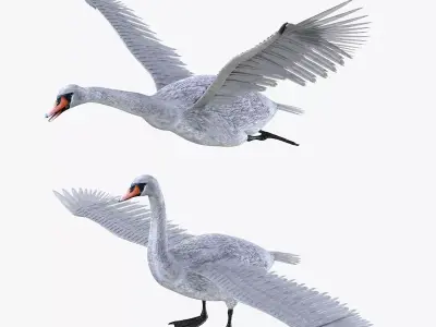 Swan bird rigged 3d model Low-poly 3D model