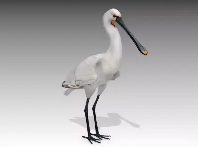 Spoonbill stork Low-poly 3D model
