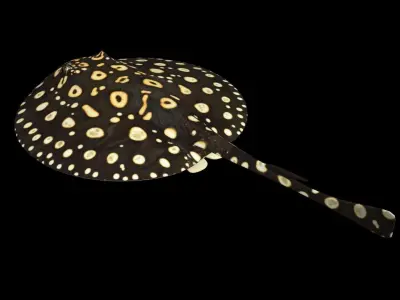 Motoro Stingray Black Diamond Low-poly 3D model