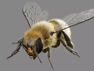 Bee 3D model 3D model