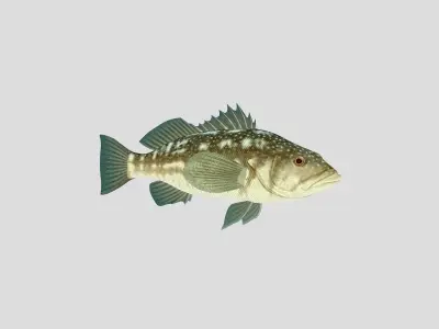 Fish Collection 05 Low-poly 3D model