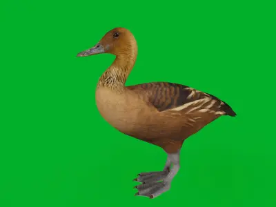 Fulvous Whistling Duck Low-poly 3D model