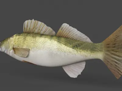 Fish Zander 3D model