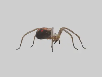 Orb-Weaver Spider Low-poly 3D model