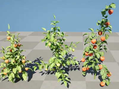 Physalis Genus Plant 3D Model