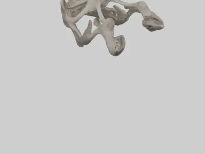 Hippo Pelvis Low-poly 3D model